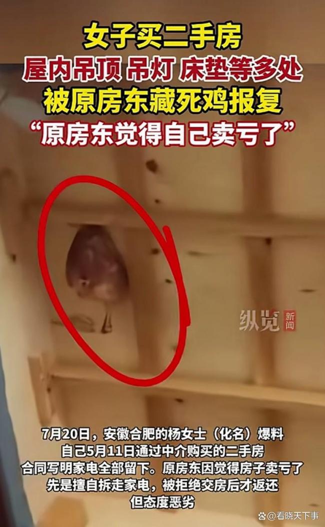 女子买房遭原房东藏死鸡报复 赌气式报复引争议
