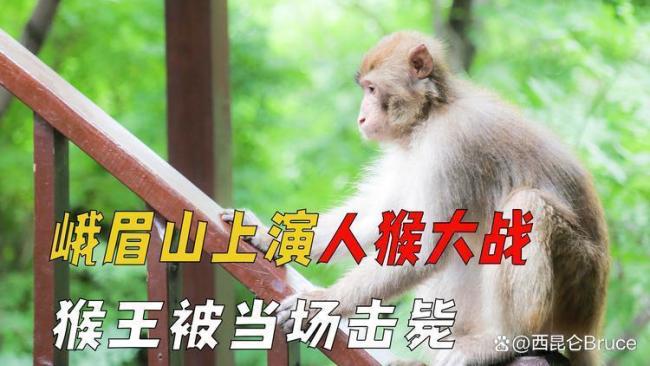 峨眉山猴子