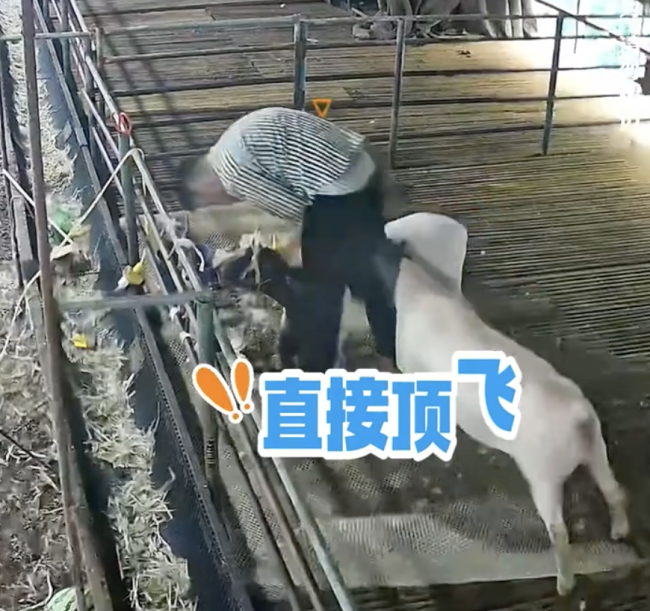 男子在羊圈给羊剃毛被偷袭顶翻