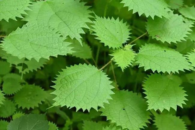 北京山里有蜇人的蝎子草 公园增设警示标识提醒游客注意