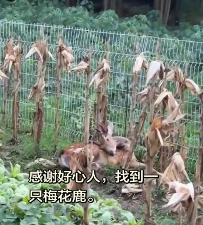三只狮子葬身洪水后动物园遭网暴 园方解释锁笼决定