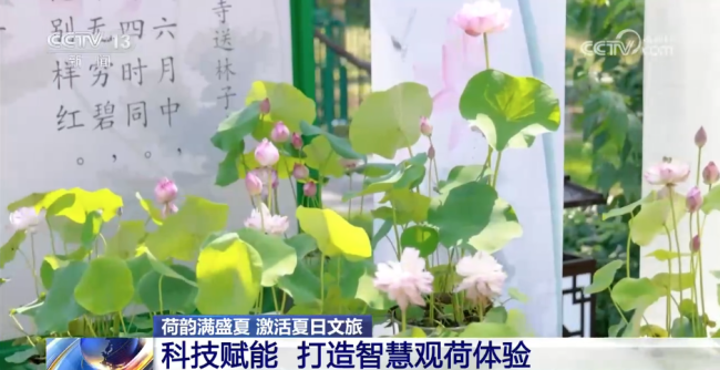 国家植物园9种古莲花同池绽放 多地解锁赏荷新体验