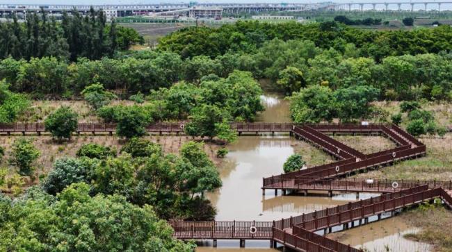 广州红树林“卖空气”成交10.5万元 碳汇交易助力生态保护