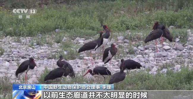 北京正成为珍稀野生动物宜居家园 生态修复成效显著