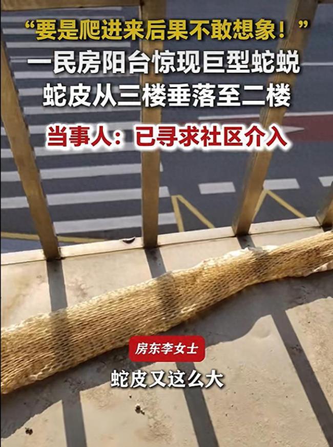 邵阳一民房阳台惊现巨型蛇蜕