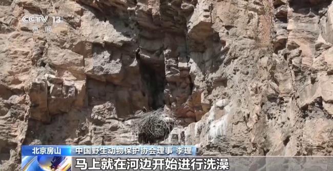 北京正成为珍稀野生动物宜居家园