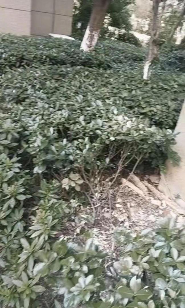 20岁女孩从18楼坠落奇迹生还