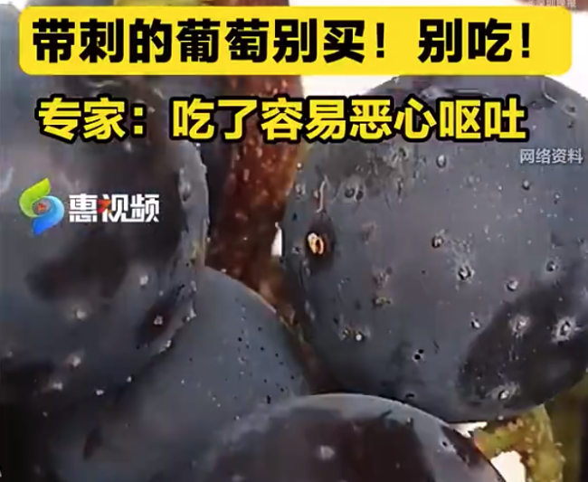 广东人注意带刺的葡萄 专家回应带刺葡萄暗藏虫害隐患