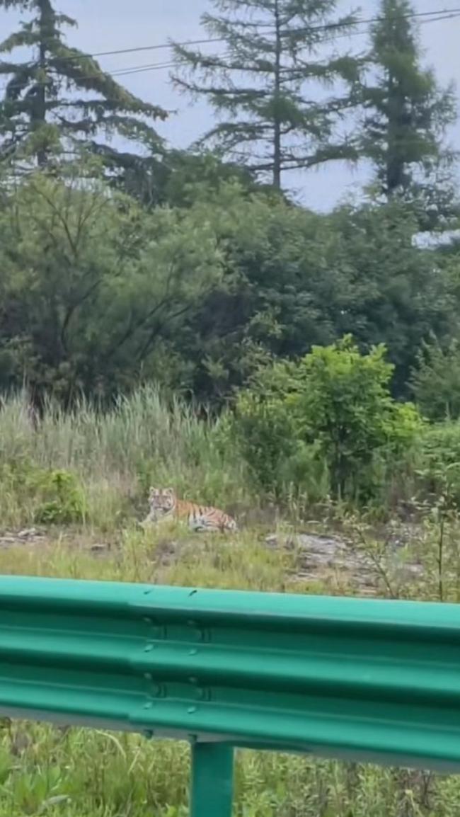 网友偶遇野生东北虎静卧路边草丛