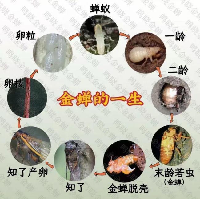 知了和知了猴是不是同一种昆虫 发育阶段不同
