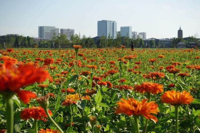 从通州北运河阳光花海可清晰望见运河商务区及燃灯塔。环球网记者陈全摄