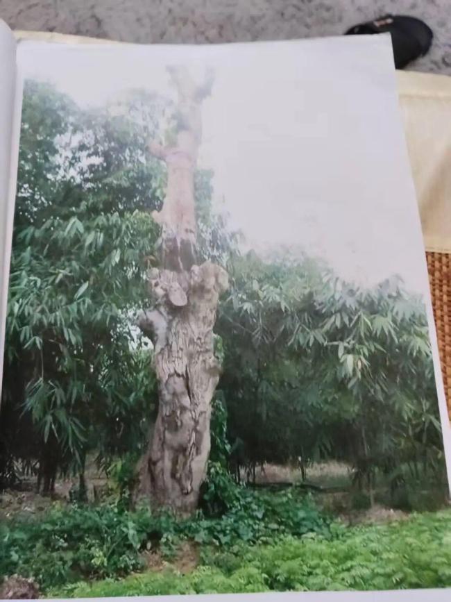 祖辈种的百年古树遭盗挖被扣后转赠 所有权争议持续