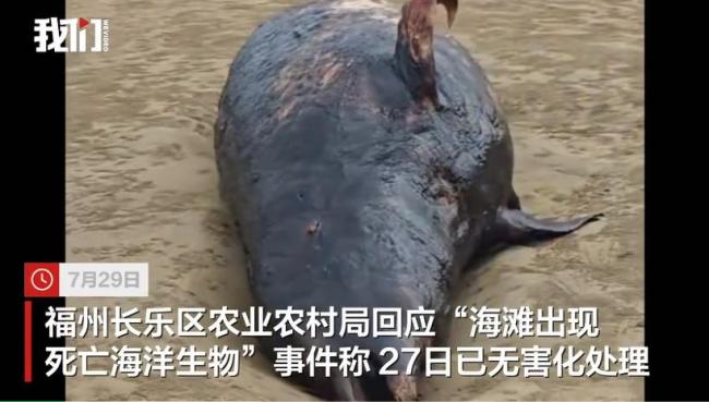 鲸鱼搁浅福州沙滩死亡发臭