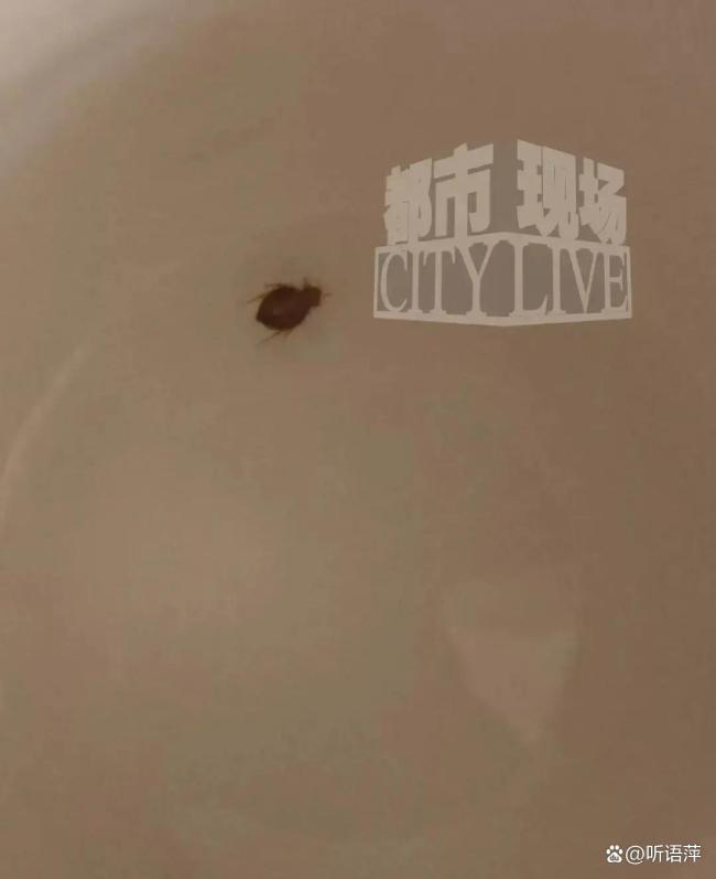 上海维也纳酒店被指房间爬满床虱 连锁麻烦引发关注