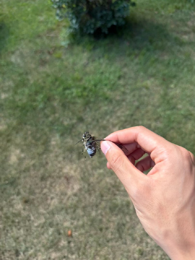 宋威龙抓住了他的夏天,宋威龙徒手抓知了