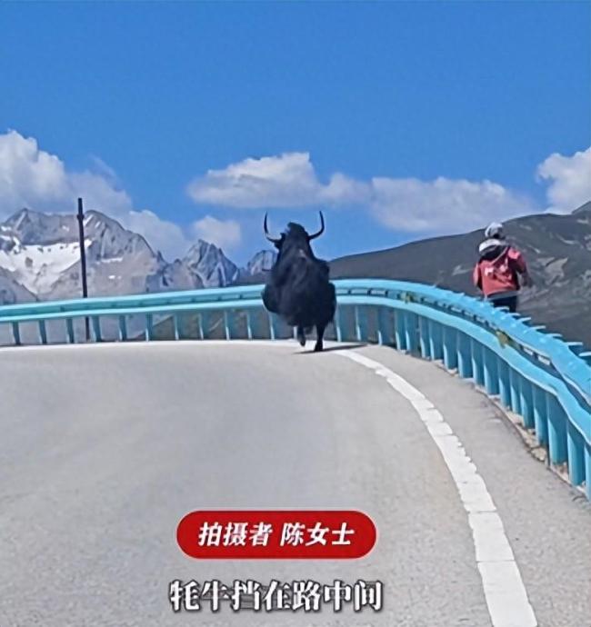 牦牛占道拦路男孩帮游客驱赶