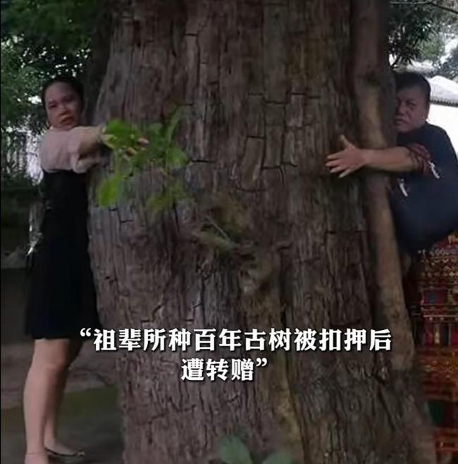 古树被盗后被林业局偷偷转赠 官方成立工作组核查