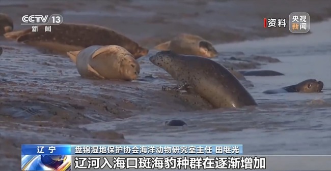 国家一级保护动物斑海豹现身乡村鱼塘