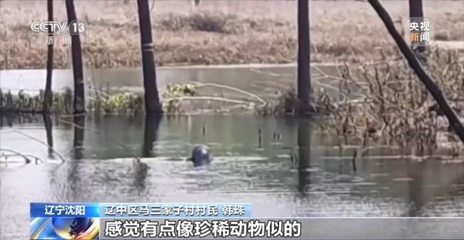 国家一级保护动物斑海豹现身乡村鱼塘