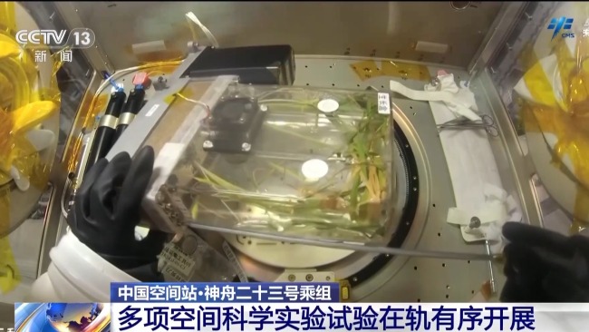 在轨连续培养两代水稻实验进展顺利