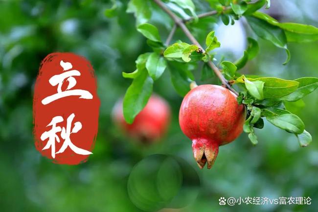今年立秋很特殊，提醒大家早做准备 顺应时节安稳度秋