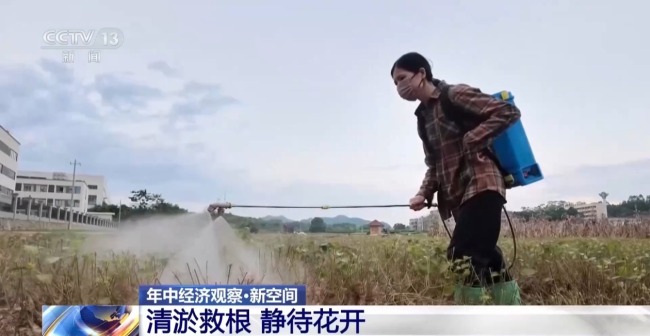 多方合力 广西横州茉莉花产业链灾后突围