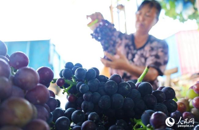 河南社旗：葡萄丰收果农乐