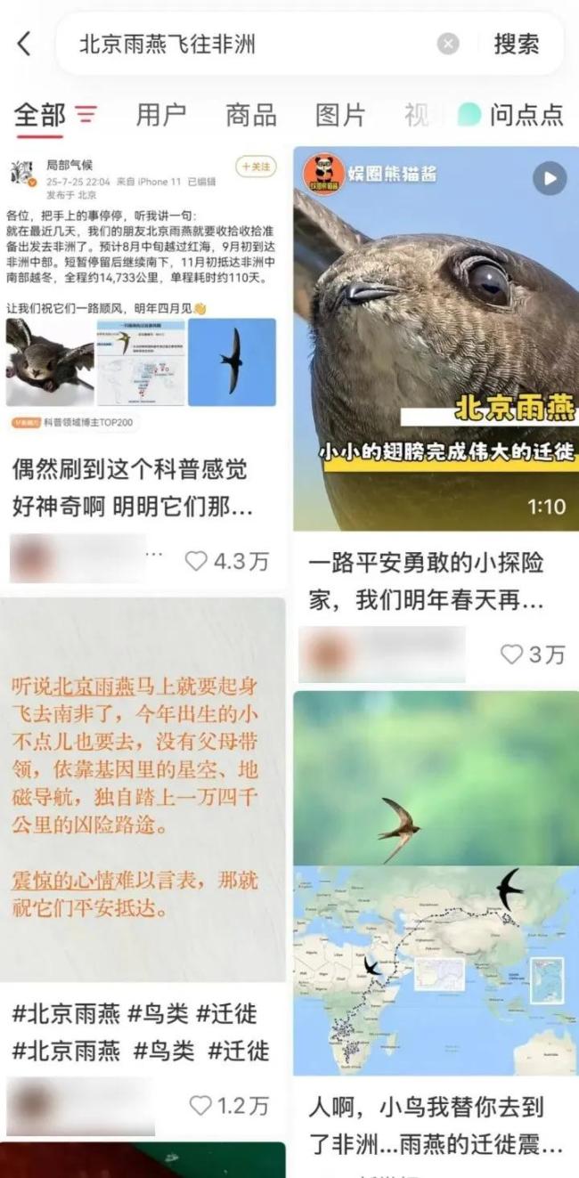以为北京雨燕往南飞 结果是飞南非