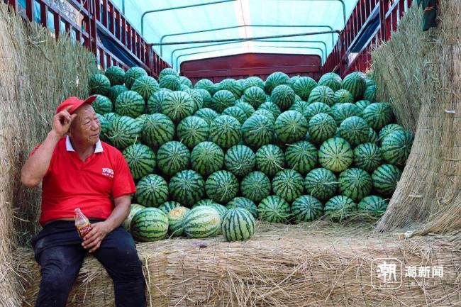 河南瓜农们正在经历最难的夏天 丰产不丰收困境