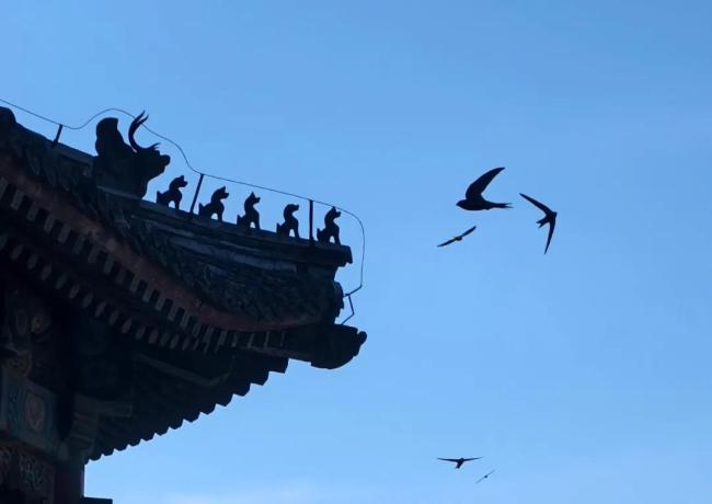 以为北京雨燕往南飞 结果是飞南非 万里迁徙震撼人心