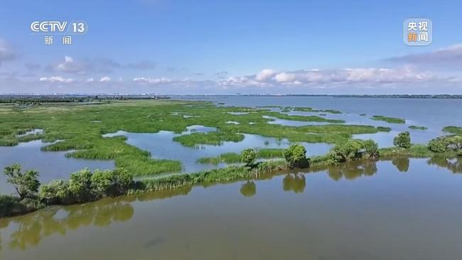 “世界最小鸭子”首次现身河北衡水湖 生态修复见成效