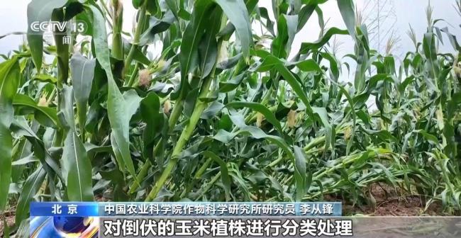 河南旱涝急转农作物如何科学管护 农田分类补救有“方”
