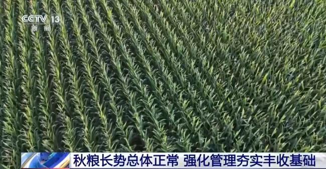 全国秋粮长势总体正常 强化管理夯实丰收基础