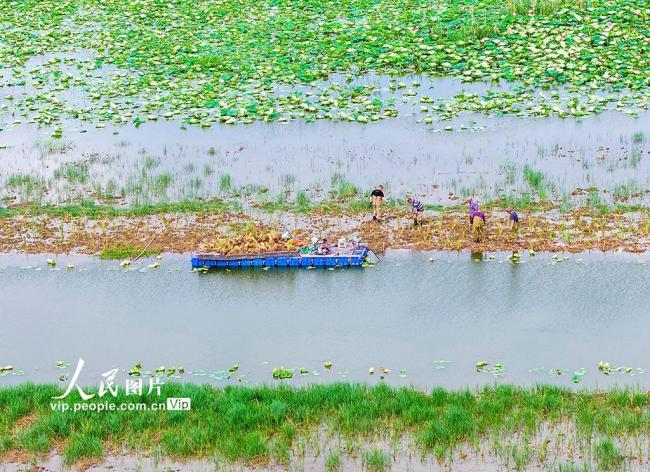 江苏泗洪：栽插蒲草 恢复湿地生态