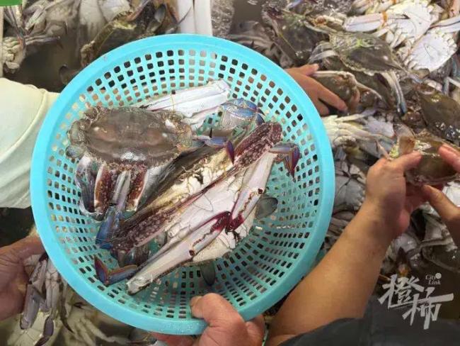 梭子蟹价格大跳水 10元能买两斤 市场到货量暴涨