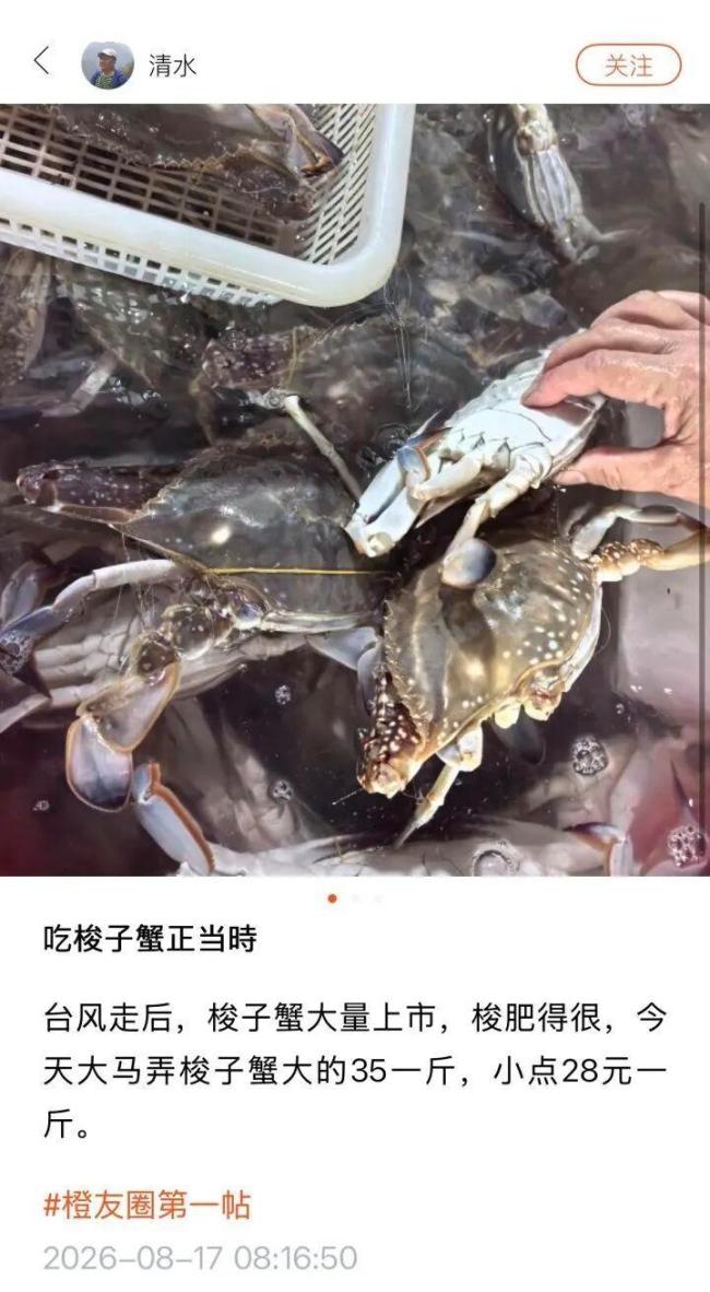 梭子蟹价格大跳水 10元能买两斤 市场到货量暴涨