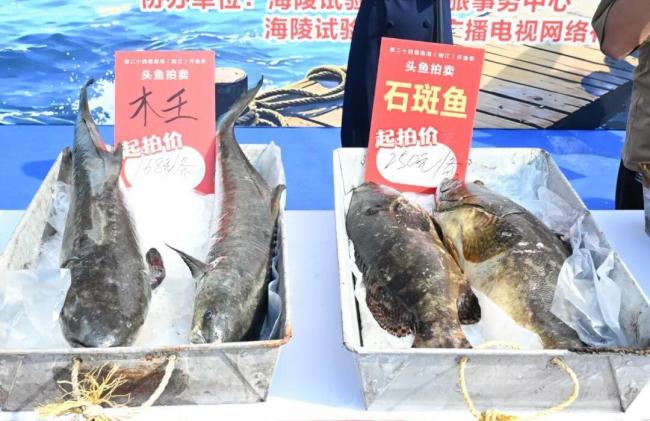 开渔后的第一波生猛海鲜已到广州 阳江鱼王3.8万元拍出