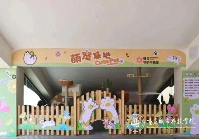 部分民办高校可带宠物上学设寄养区