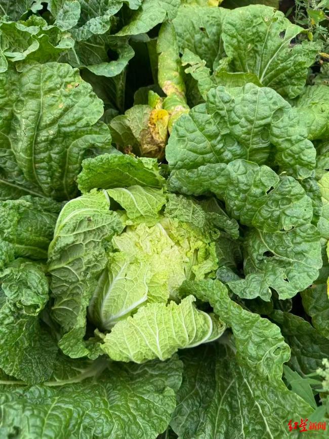 河北康保县白菜收购价大幅下跌 甲醛风波致滞销危机
