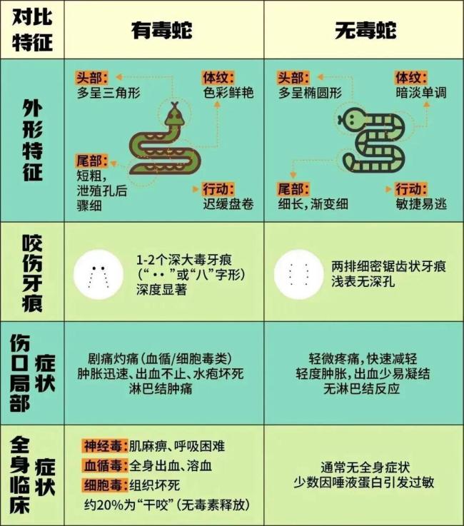 男子被蛇咬伤去追打又被咬 医生提醒避免二次伤害