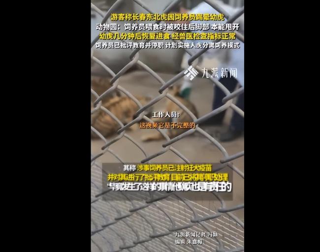 幼虎被饲养员踢至昏迷?园方:已停职 涉事人员因本能反应致虎晕厥