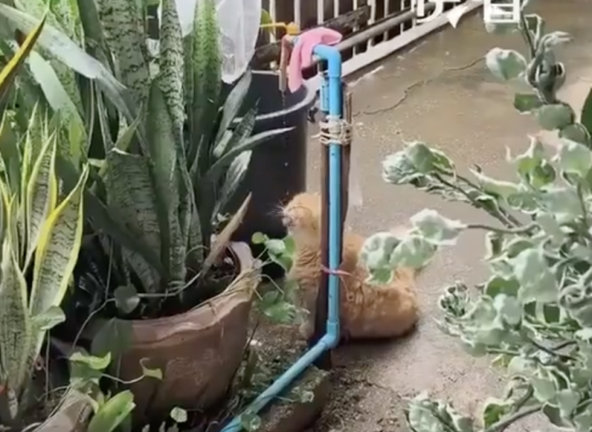 小猫喝水陶醉得像在喝玉液琼浆 JO1快闪店新宣传照开售