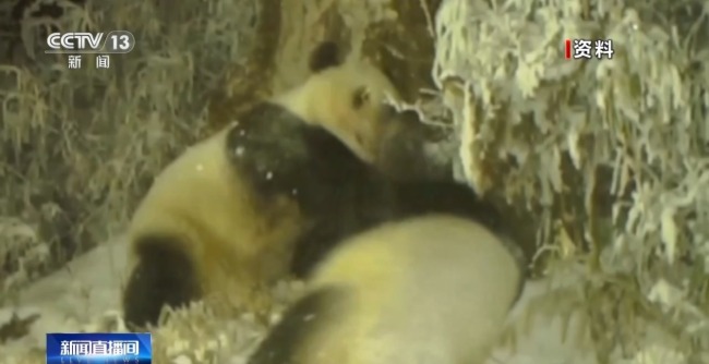 罕见！野生大熊猫同点位高频活动