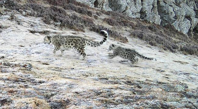 内蒙古贺兰山发现6个新物种 生物多样性显著提升