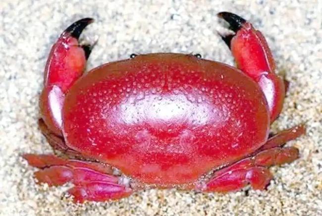 剧毒红斑斗蟹少量即可致命 警惕海洋“有毒”生物