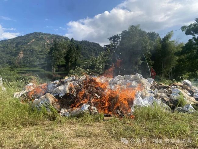 福鼎市茶协回应销毁近10吨泡水茶 守住品质底线