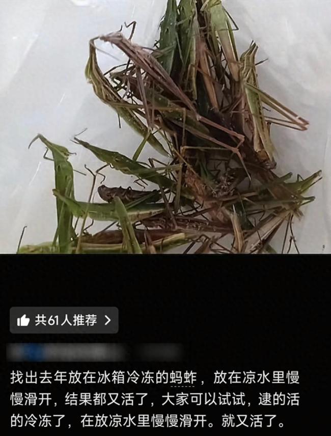 网友称去年放冰箱冷冻的蚂蚱解冻后复活?