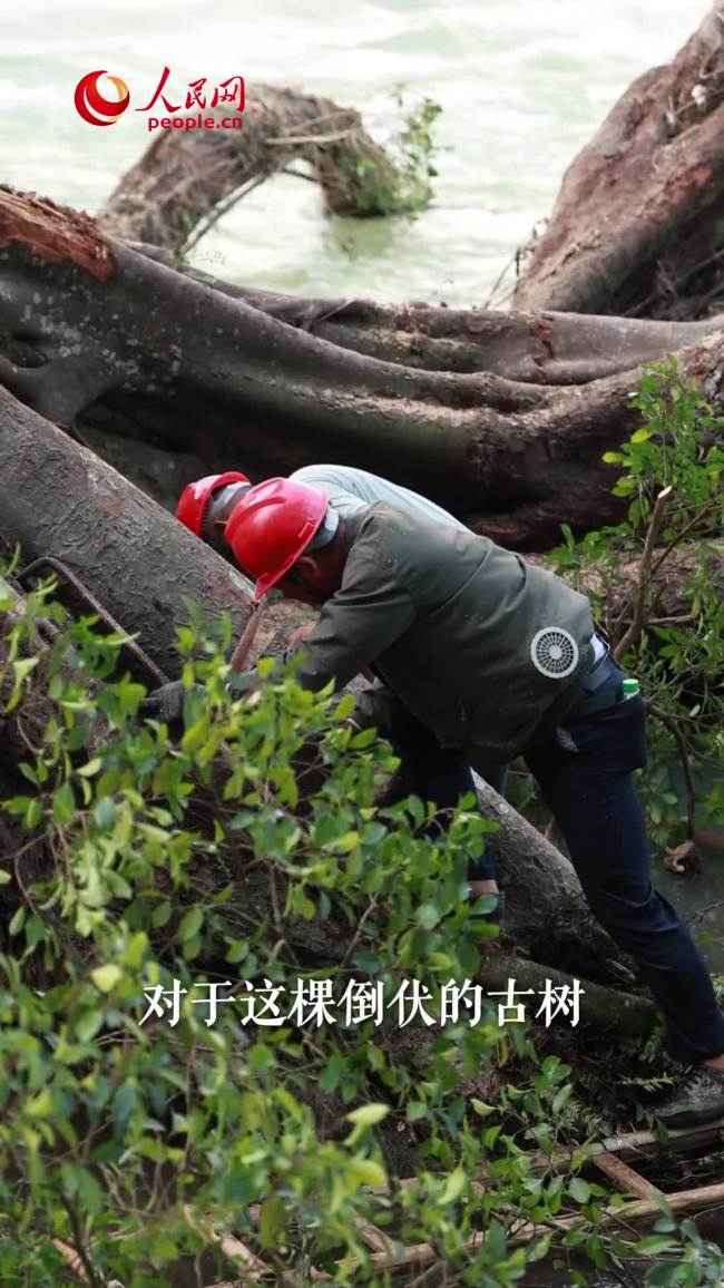云水谣600多年榕树扶正了