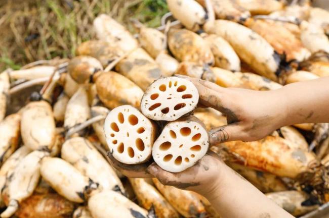 入秋后,建议常吃这四种