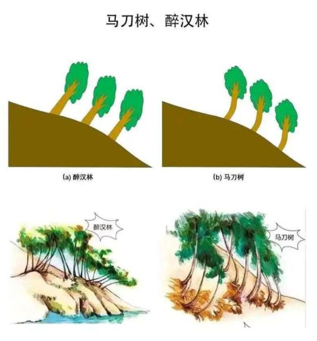 遇到“马刀树”“醉汉林” 快跑 警惕山体滑坡风险